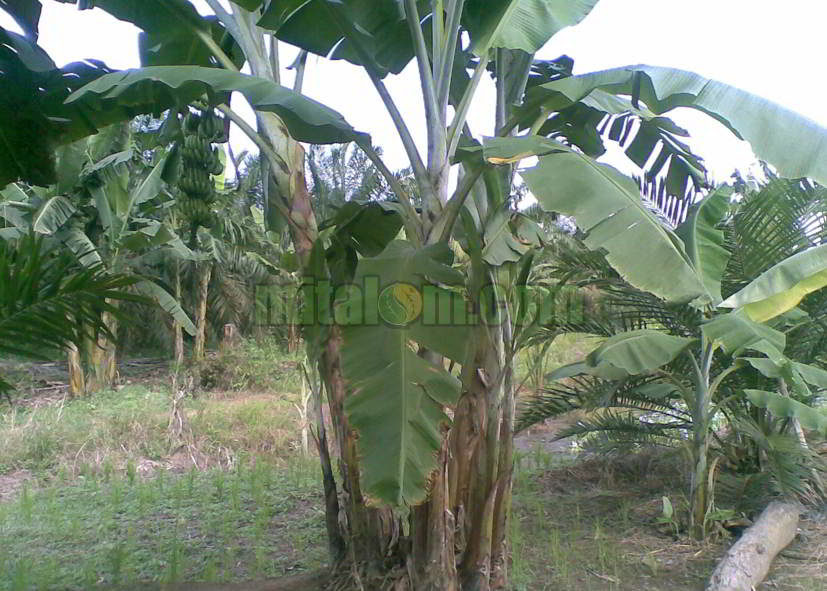 Manfaat Tanaman Pisang 