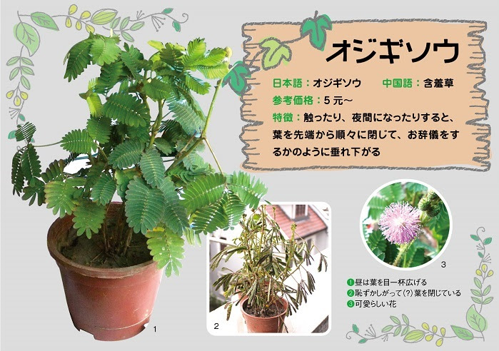 育ててみよう おもしろ植物 上海ジャピオンウェブサイト