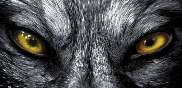 images_list_co_uk_wolf1-LST
