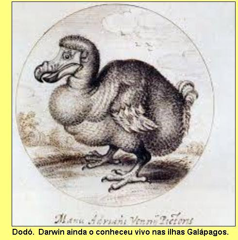 Pássaro dodó.