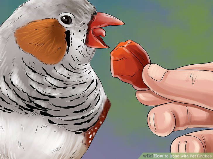 Bond with Pet Finches Step 13.jpg