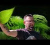 Hair Algae Freshwater Tank