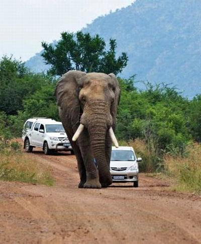 The elephant turned the car with travelers Elephants considered innocent animals, but nevertheless, each year from attacks of elephants killed 300-500 people in the world. Particularly aggressive males in the mating season.
