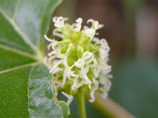 クワ 桑 花言葉しらべ