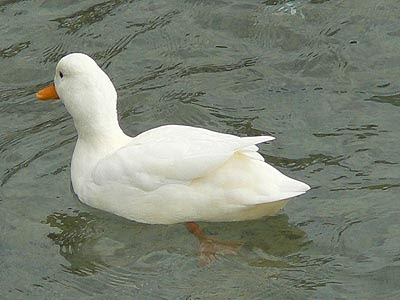canard blanc.jpg