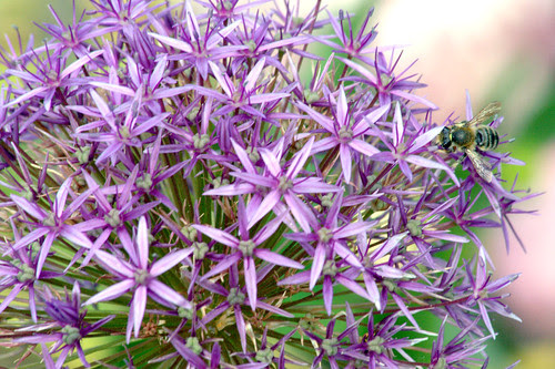 flor de allium
