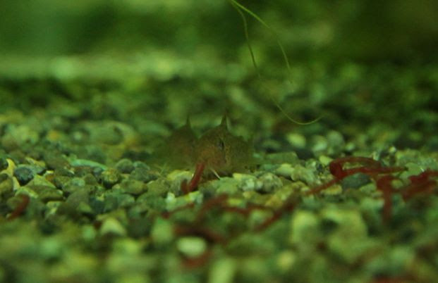 コリドラスの餌の量がけっこう重要だった話 気楽にコリドラス