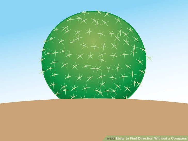 Find Direction Without a Compass Step 15 Version 3.jpg