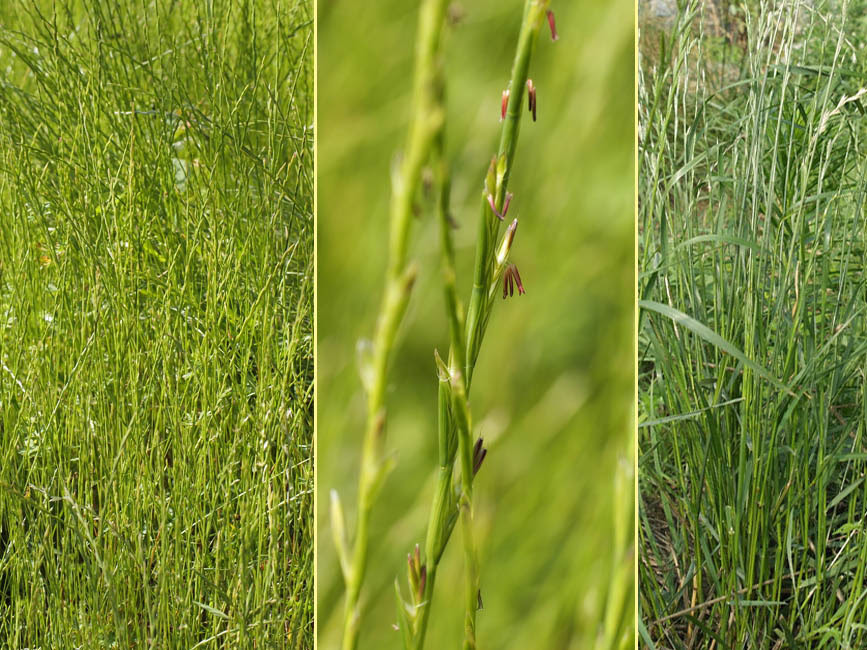 野山の草花 木々の花 植物検索図鑑 ホソムギ