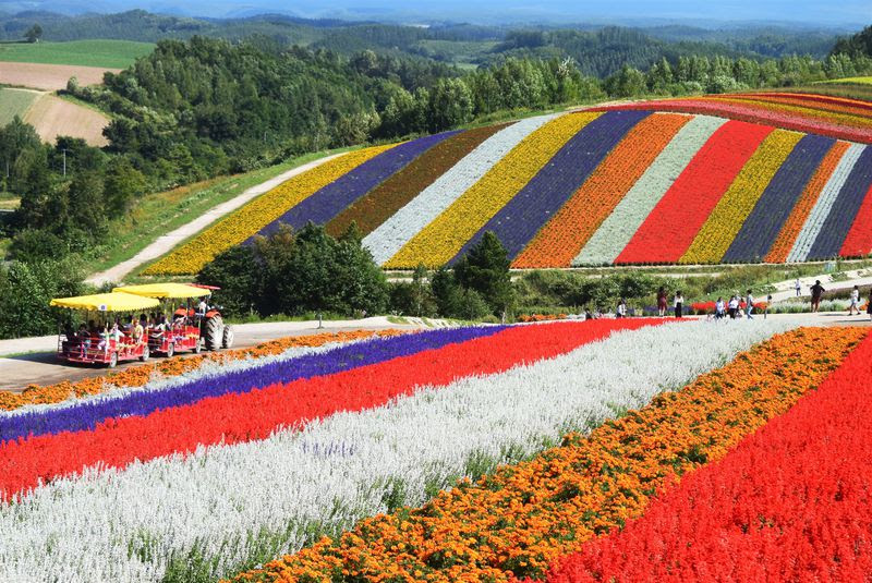 美瑛 展望花畑 四季彩の丘 が最強にフォトジェニック 波打つ花畑の見頃はいつ 北海道 トラベルjp 旅行ガイド
