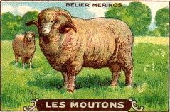 mouton 10