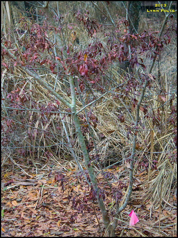 Wax Myrtle