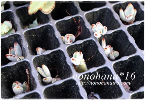 うさ耳 月兎耳 の葉挿しに成功 の巻 多肉植物 Nonohana色
