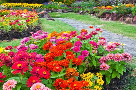 maintenance perennials garden myfoodforu