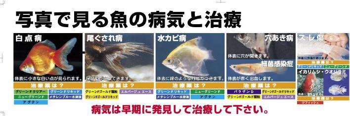 新高滝観魚園 ニチドー