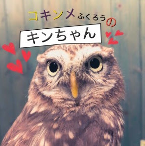 コキンメフクロウの性格 ペットには少し不向き ふくろうマジック
