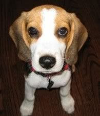 This is Bella