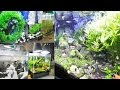 [10000ダウンロード済み√] アクアリウム さぼり 187086-アクアリウム さぼり