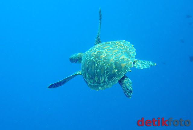 Penyu Hijau 'Melayang' di Laut Bunaken
