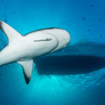 Shark diving in the bahamas