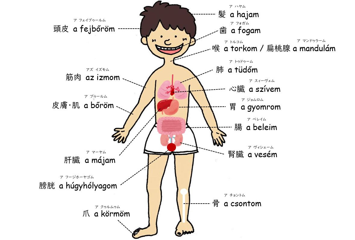 用語 からだの部位 ハンガリー名 ハンガリー暮らしの健康手帖