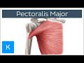 Get Arm And Chest Muscle Diagram Pictures