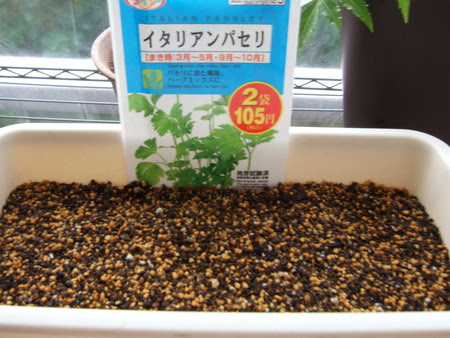 ベランダ菜園 イタリアンパセリの種まき