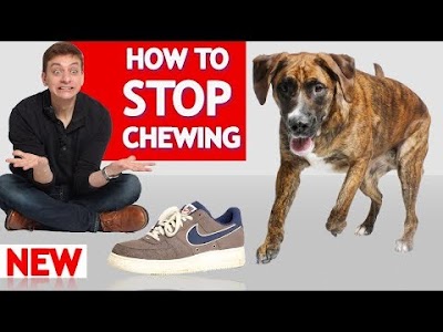 7+ How To Stop Dog Chewing For You