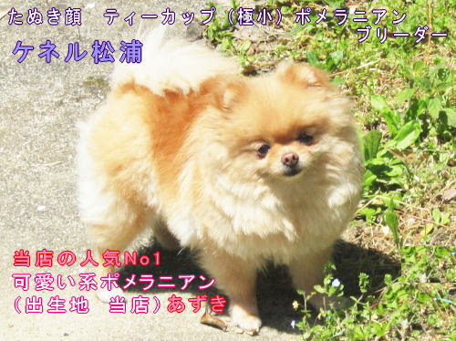ティーカップポメラニアン 極小ポメラニアン たぬき顔ポメラニアン 鼻ぺちゃポメラニアンの子犬専門店 ケネル松浦 静岡県掛川市のブリーダー直営ペットショップ