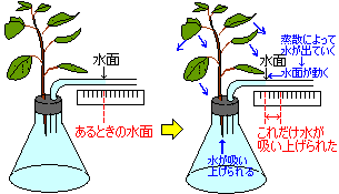 蒸散
