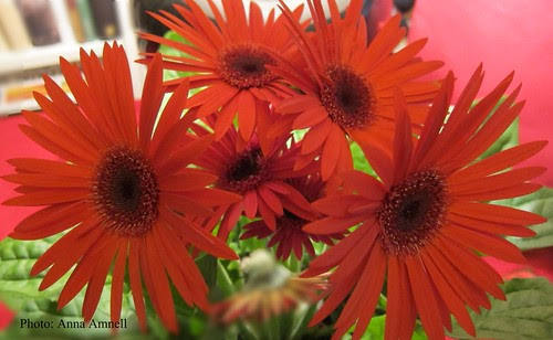 Gerbera