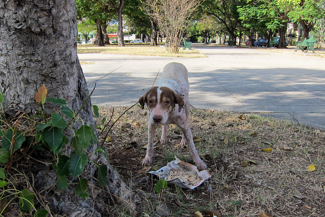 mangy dog with free lunch
