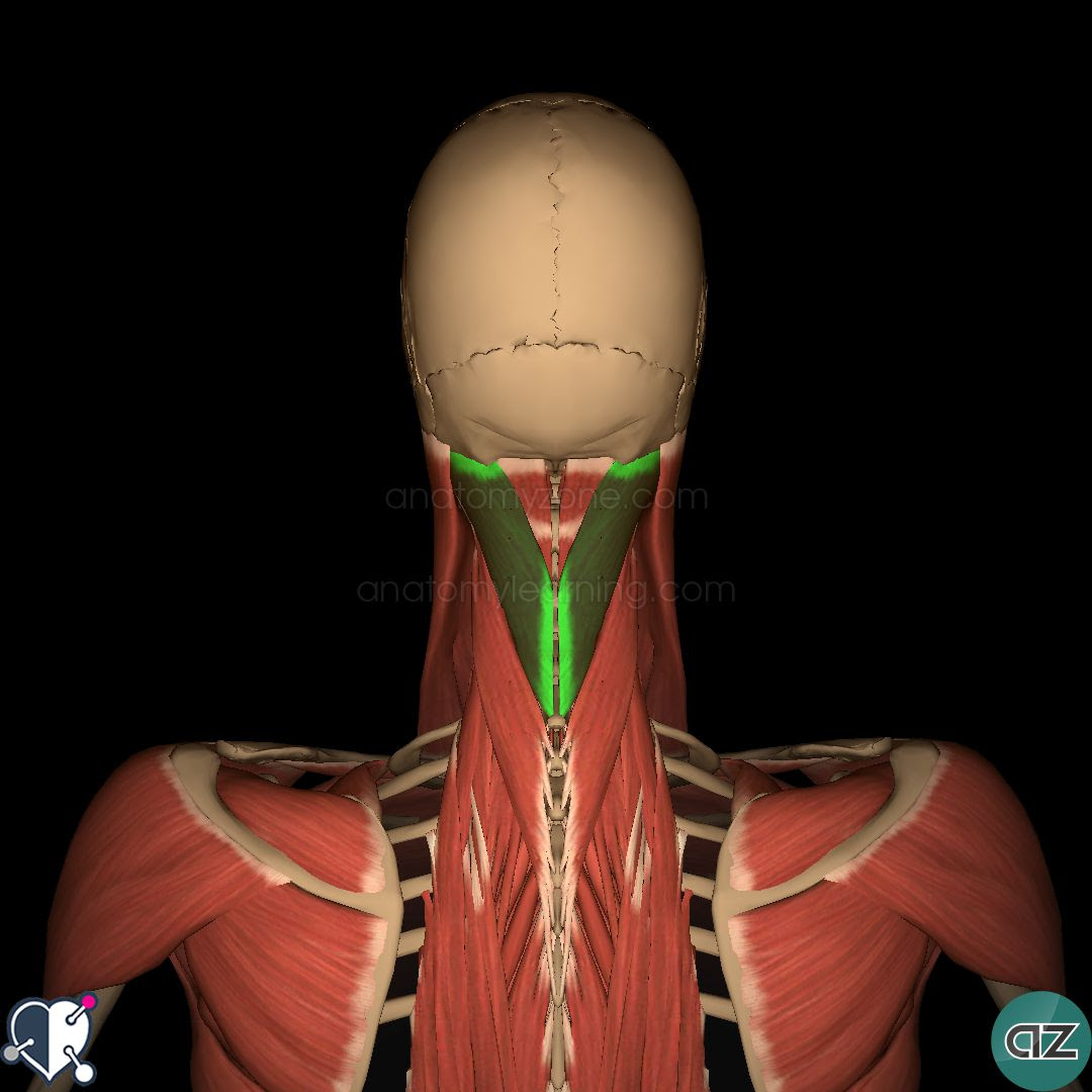 Deep Back Muscles | AnatomyZone