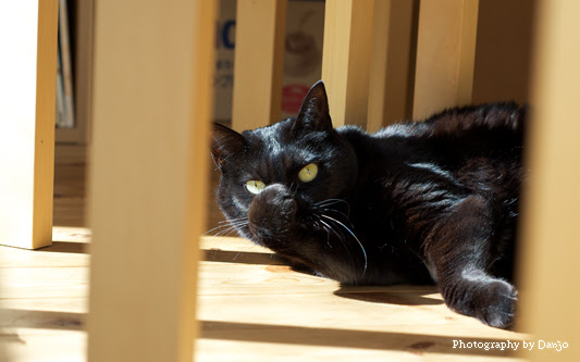 黒猫オペラのお友達 カミュ ケーキ フェリシモ猫部