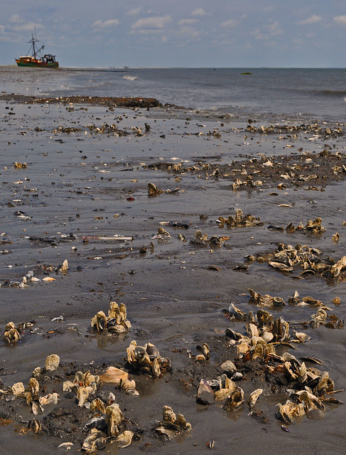 Cedar Island (5)