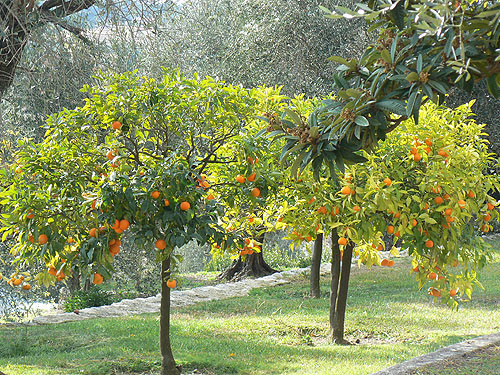 orangers 2.jpg