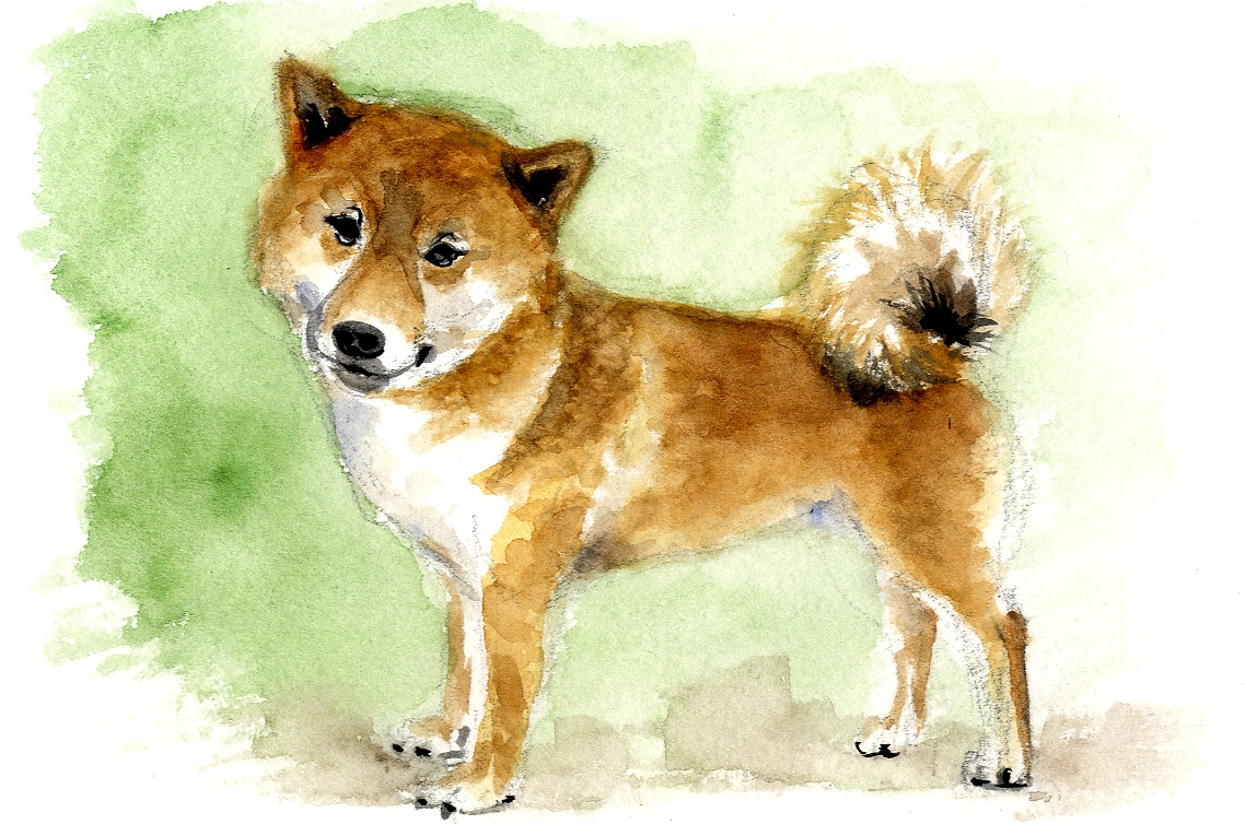 縄文探求シリーズ 縄文犬 縄文時代 犬は家族の一員だった 縄文と古代文明を探求しよう