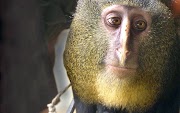 Inspirasi Istimewa Gambar Monyet Lucu, Gambar Ukiran