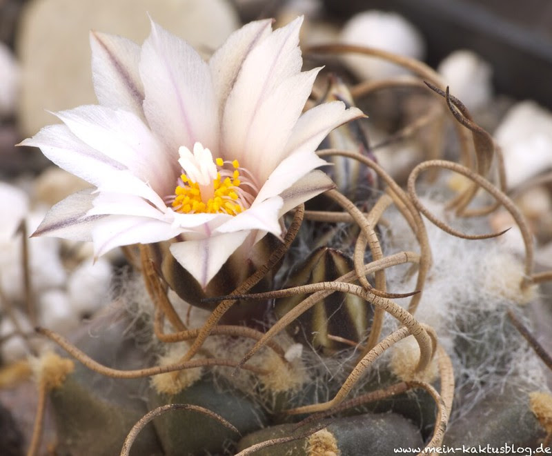 Turbinicarpus schmiedickeanus ssp. macrochele var. frailensis, El Fraile