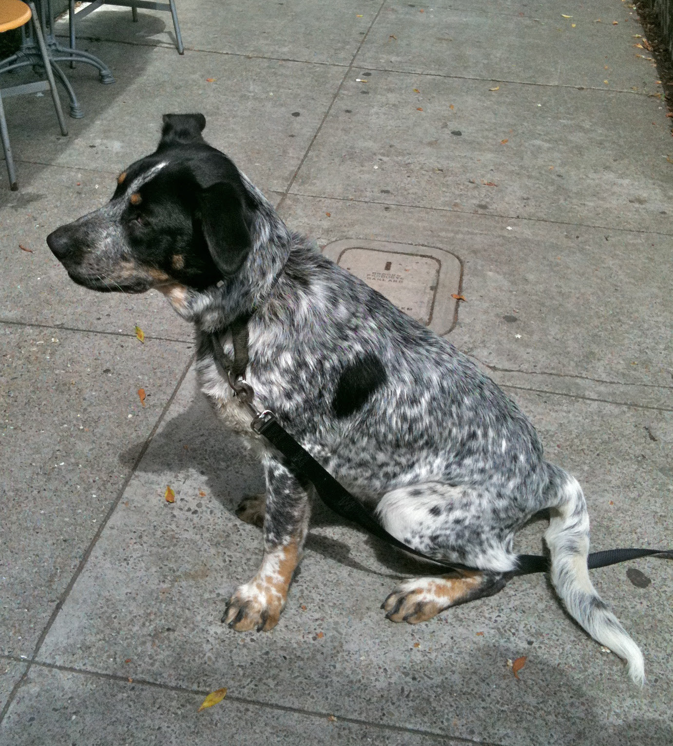 Dog of the Day: Mancha, the German Shepherd/Catahoula ...
