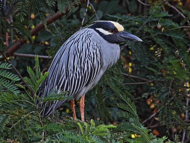 Yellow-crowned Night-Heron male 5-20140302