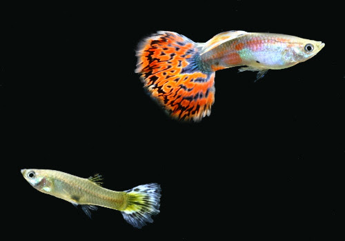屋外でも飼える熱帯魚 その種類と特徴とは 熱帯魚 アクアリウム情報マガジン