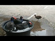 Terbaru 36+ Burung Mandar