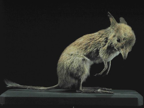 extinct animals