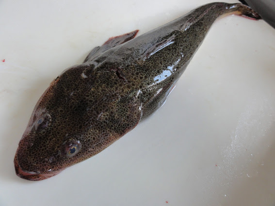 マゴチ ほのぼのお魚生活 楽天ブログ