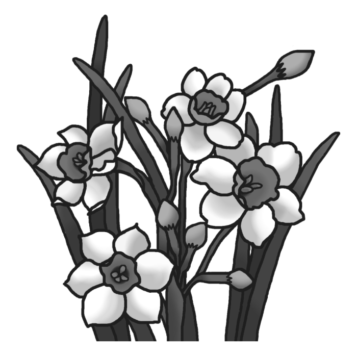 スイセン 水仙 モノクロ 冬の花 無料イラスト素材