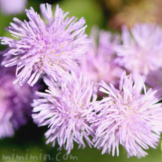 アゲラタム オオカッコウアザミ の花言葉 誕生花 みみみんブログ