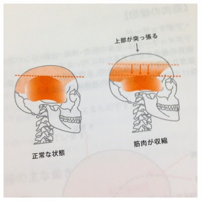 頭皮はなぜ硬くなる Natural 道後の美容室 ﾌﾞﾛｸﾞ