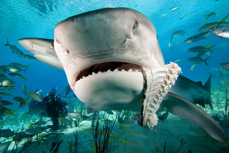 Shark For Dekstop