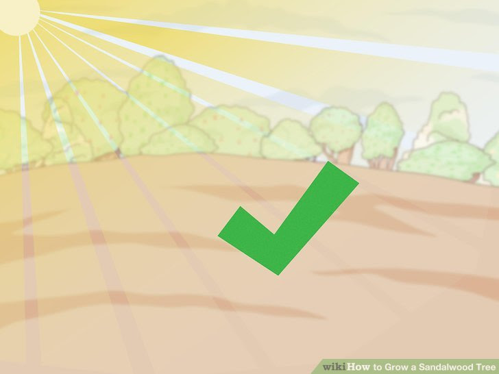 Grow a Sandalwood Tree Step 1.jpg